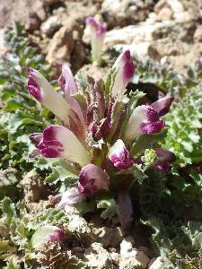 Pedicularis centranthera